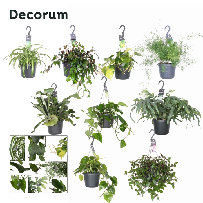 <h4>Overig hangplanten gemengd</h4>