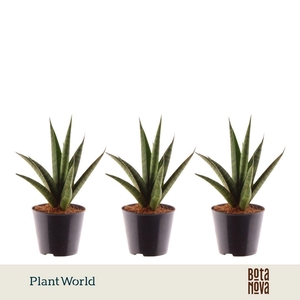 Sansevieria 'trifciata' Pineapple