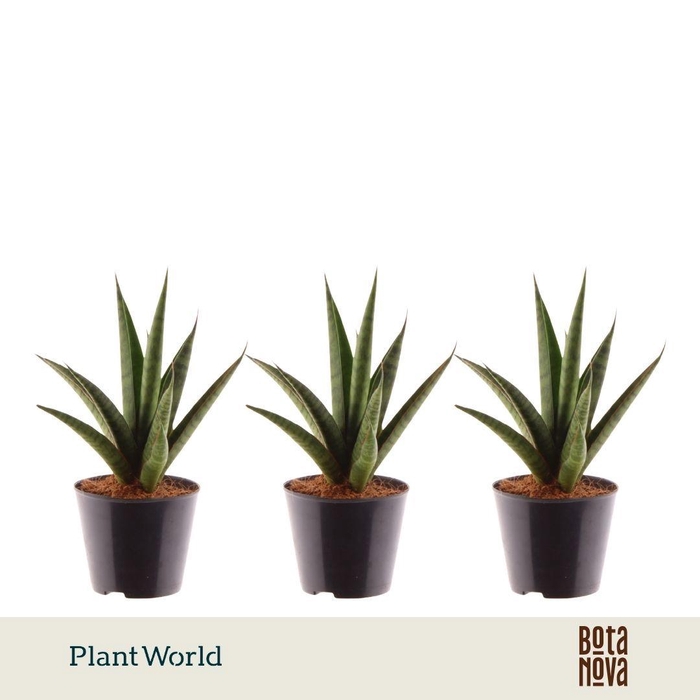 <h4>Sansevieria 'trifciata' Pineapple</h4>