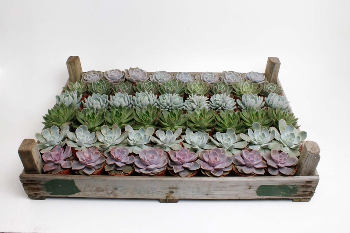 <h4>Echeveria Mix in gazenbak</h4>