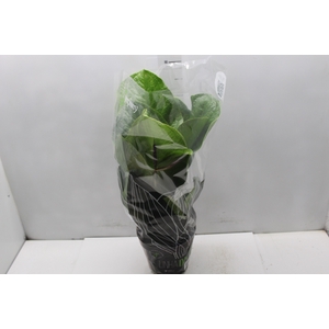 ANTHURIUM JENMANII P19