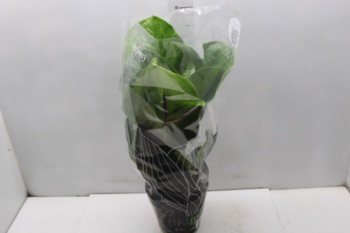 <h4>ANTHURIUM JENMANII P19</h4>