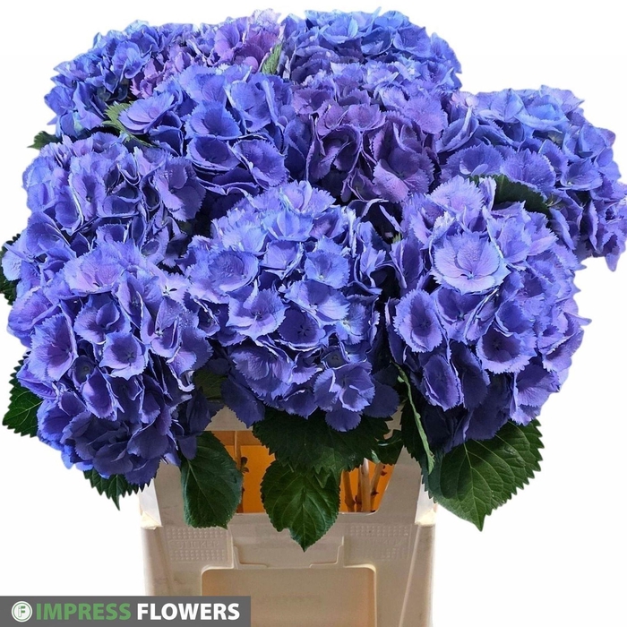<h4>Hydrangea 'Elbtal Blue' 22cm</h4>