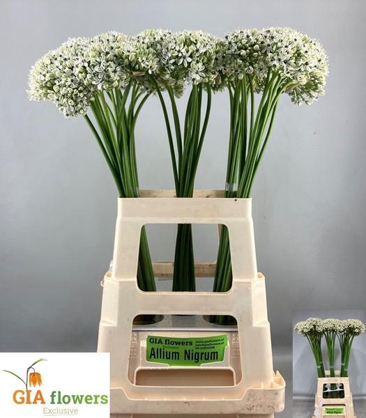 <h4>ALLIUM NIGRUM</h4>