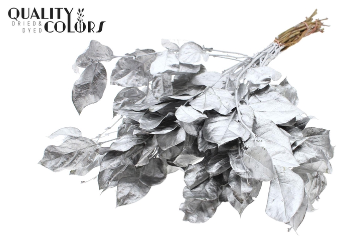 <h4>Droogbloemen   ...bewerkt H%</h4>