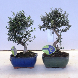 Olea sylvestris, pot 16cm.