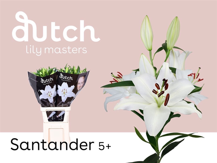 <h4>Li Or Santander Extra 5+</h4>