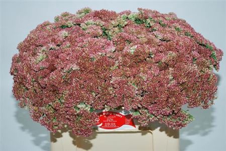 <h4>Sedum Spectabile</h4>
