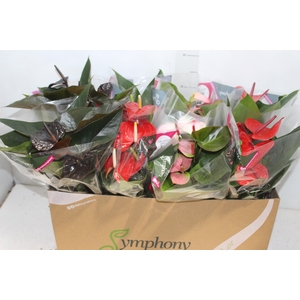ANTHURIUM VARIADO P15