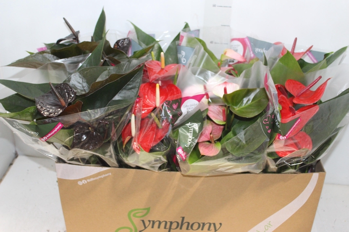 <h4>ANTHURIUM VARIADO P15</h4>