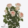 Rosa spray rosa loves me inger kristine