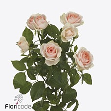 Rosa spray rosa loves me inger kristine