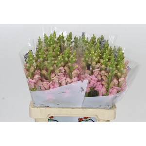 Antirrhinum Potomac Early Pink