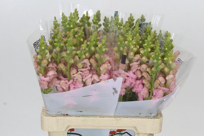 <h4>Antirrhinum Potomac Early Pink</h4>