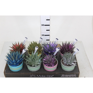 ALOE ARISTATA COM GLITTER PREMIUM VASO CERÂMICA P11 COLOURS DECORADO