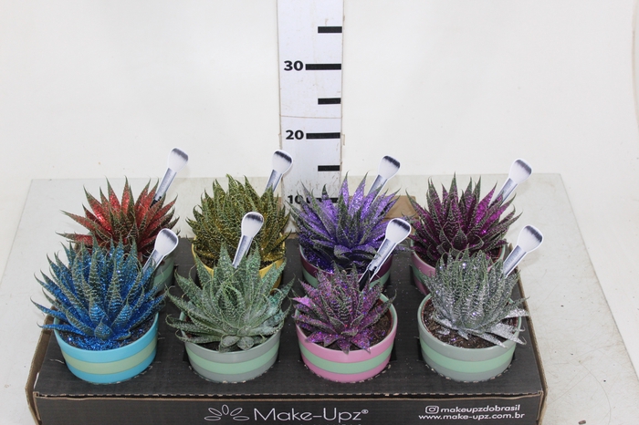 ALOE ARISTATA COM GLITTER PREMIUM VASO CERÂMICA P11 COLOURS DECORADO