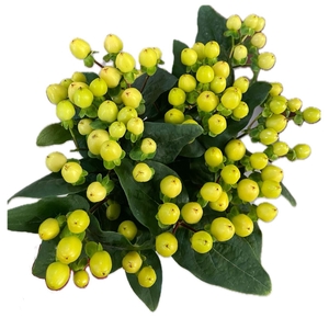 HYPERICUM SMILEY ROMANCE ** NEW**