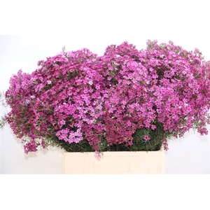 Chame Un Gra Jupiter