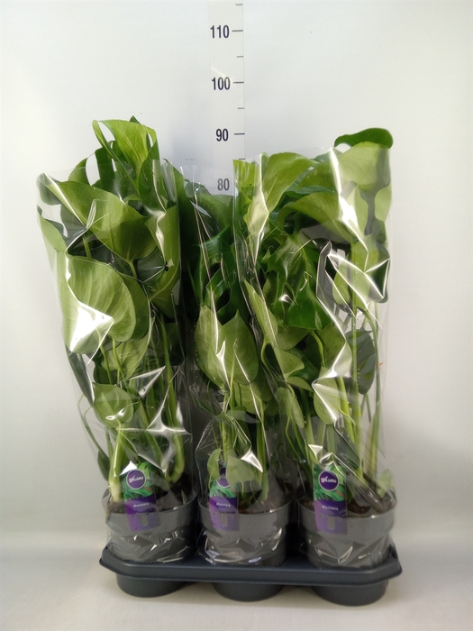 <h4>Monstera delic.</h4>