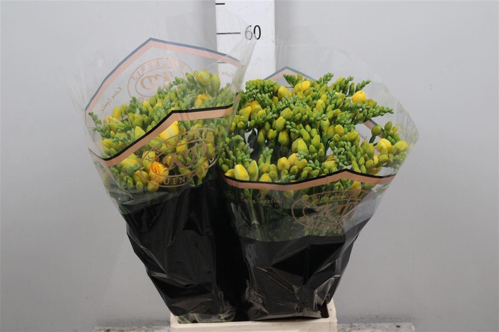 <h4>Fr Du Soleil</h4>