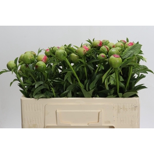 Paeonia Coral Sunset