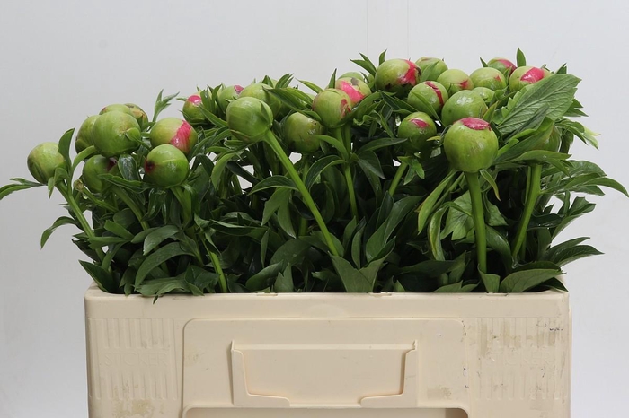 <h4>Paeonia Coral Sunset</h4>