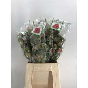 PAPAVER PRIMA MIX