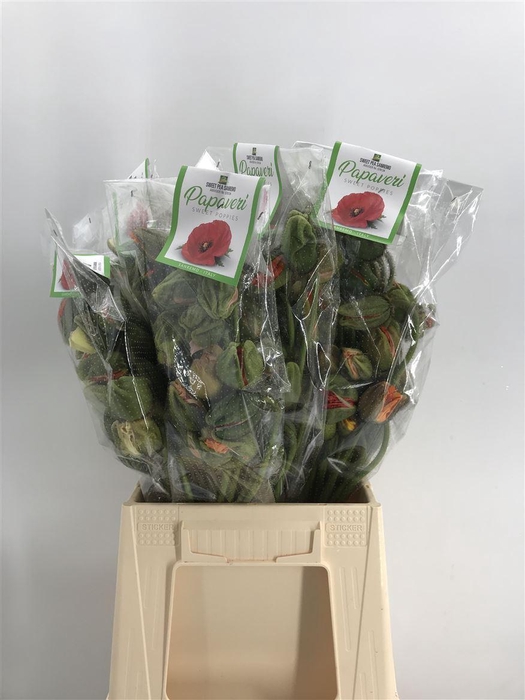 <h4>PAPAVER PRIMA MIX</h4>