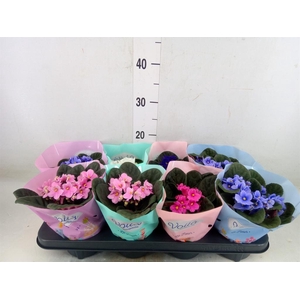 Saintpaulia   ...mix