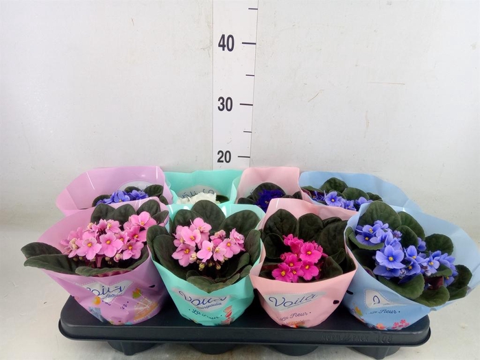 <h4>Saintpaulia   ...mix</h4>