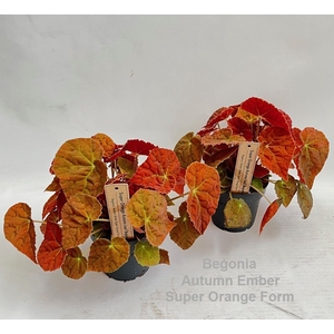 Begonia