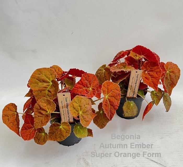 <h4>Begonia</h4>