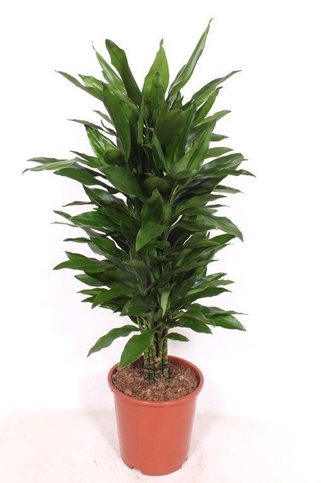 <h4>Dracaena Janet Lind</h4>
