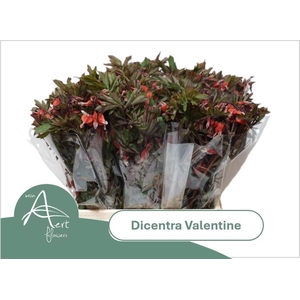 DICE SP VALENTINE