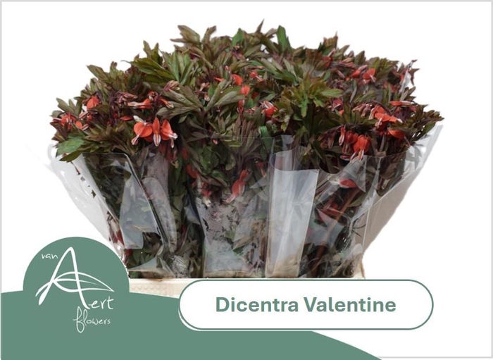 <h4>DICE SP VALENTINE</h4>