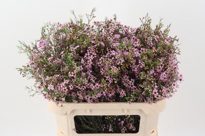 <h4>Chame Nieks Pride</h4>