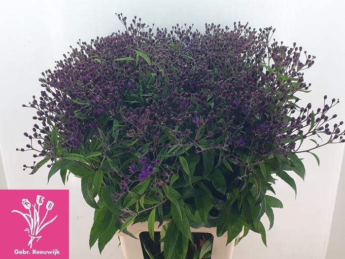 <h4>VERNONIA CRINITA</h4>