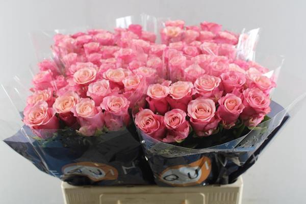 <h4>R Gr Ramonda L60</h4>