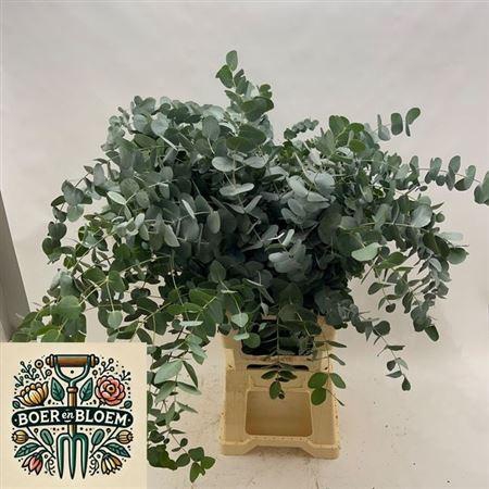 <h4>Euc Cinerea Per Bos</h4>