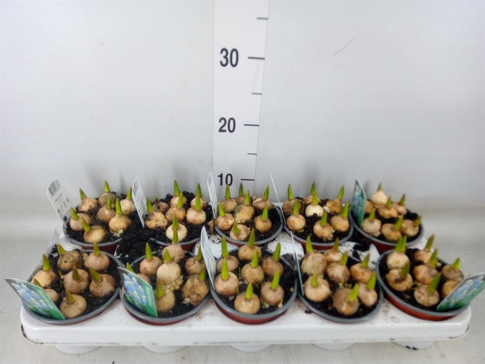 <h4>Muscari  'Esther'</h4>