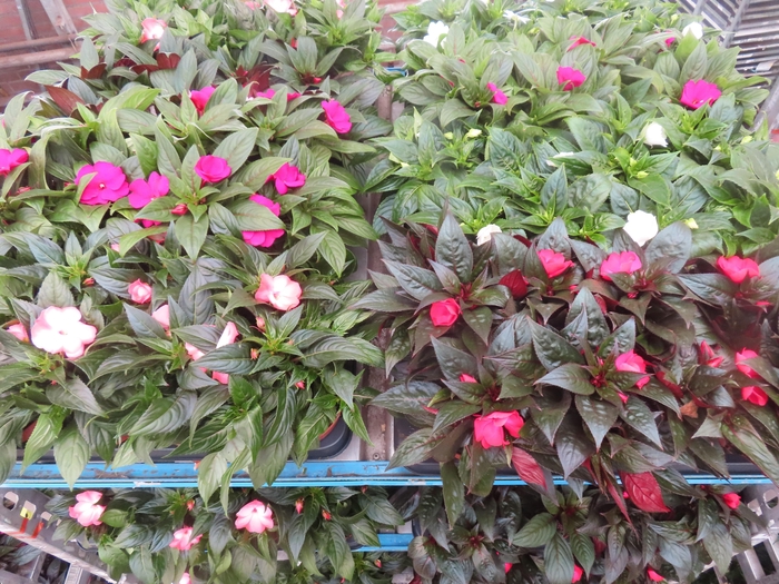 <h4>IMPAT NG MIXK 4 KL</h4>