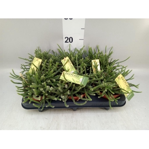 Rhipsalis baccifera subsp. horrida