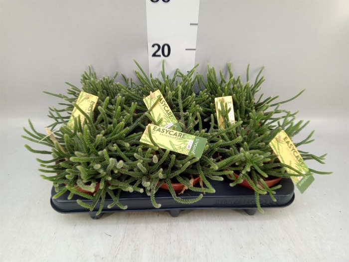 <h4>Rhipsalis baccifera subsp. horrida</h4>