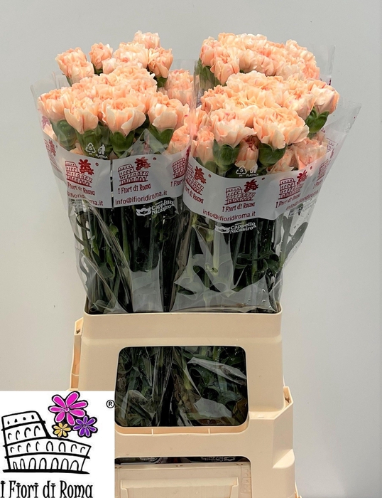 <h4>DI ST APPLE TEA</h4>