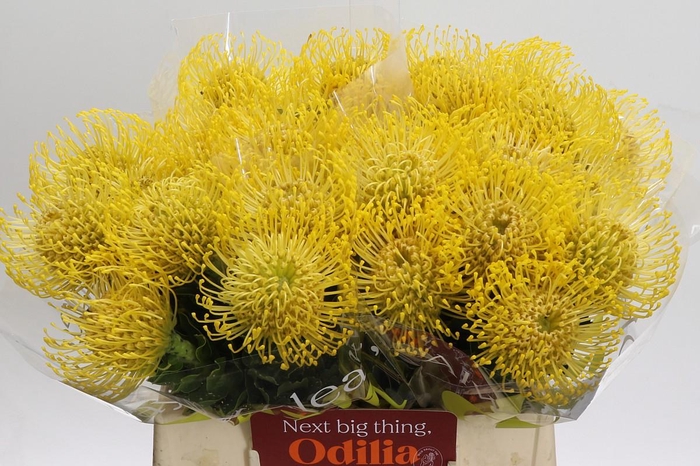 <h4>Nutans High Gold</h4>