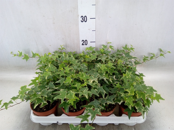 <h4>Hedera helix 'Mona Lisa'</h4>