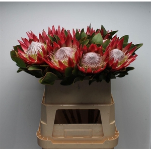 Protea Cy Madiba