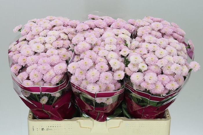 <h4>Sant Miller Pearl</h4>