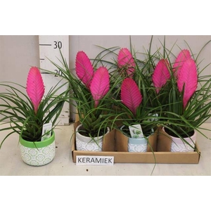 ARR TILLANDSIA