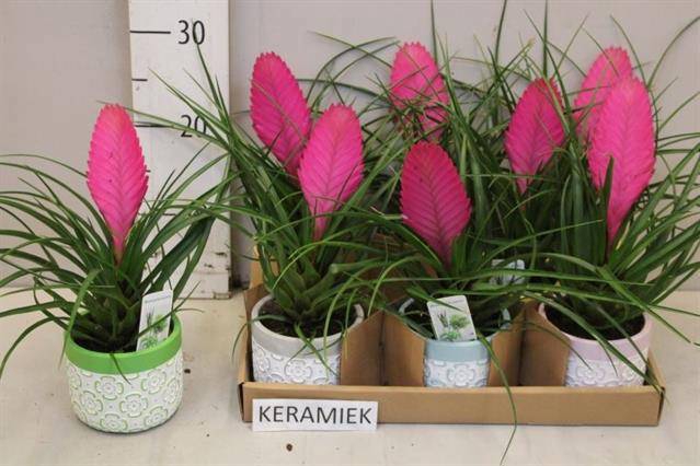 <h4>ARR TILLANDSIA</h4>